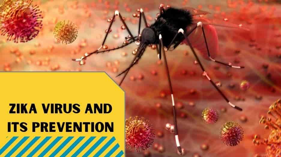 Zika Virus And Its Prevention