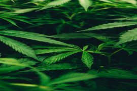 7 Rules Of International Distribution Of Marijuana
