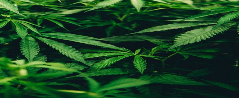 7 Rules Of International Distribution Of Marijuana