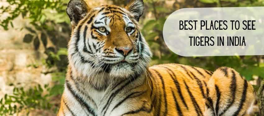 best places to see tigers in India