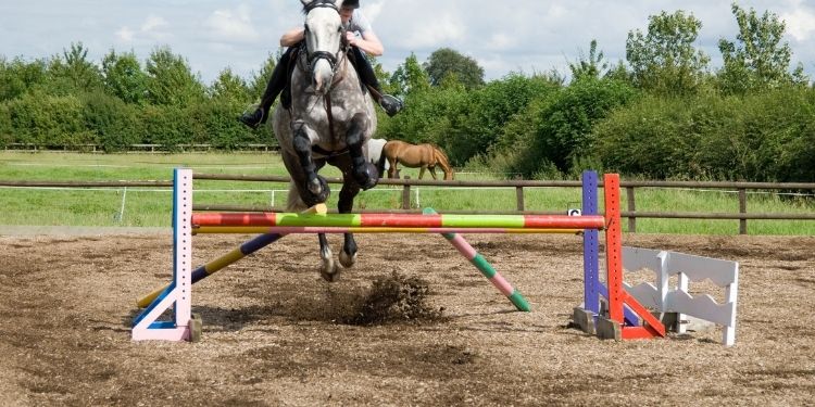 Conor Swail Irish Showjumper