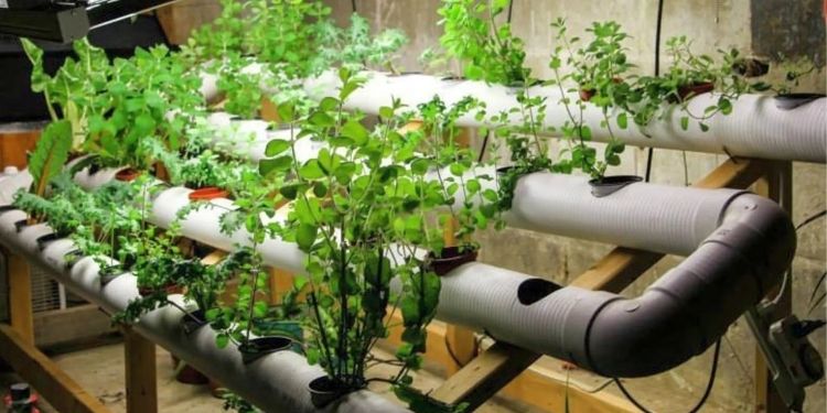 The Ultimate Guide To Hydroponics Nutrients