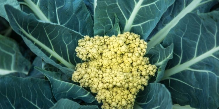 Cauliflower Cultivation in India Guide to Cauliflower product