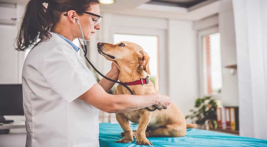 jobs that work with animals