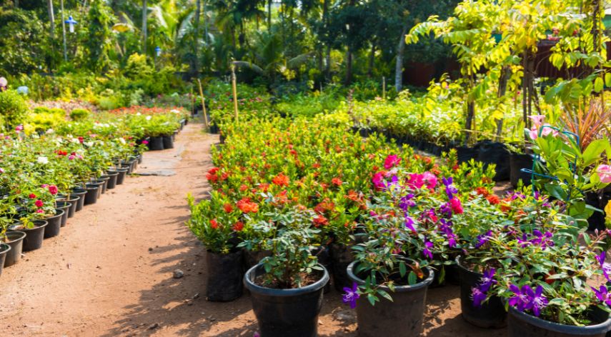The Benefits of Buying Plants from a Nursery