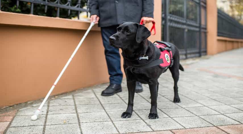 service dog