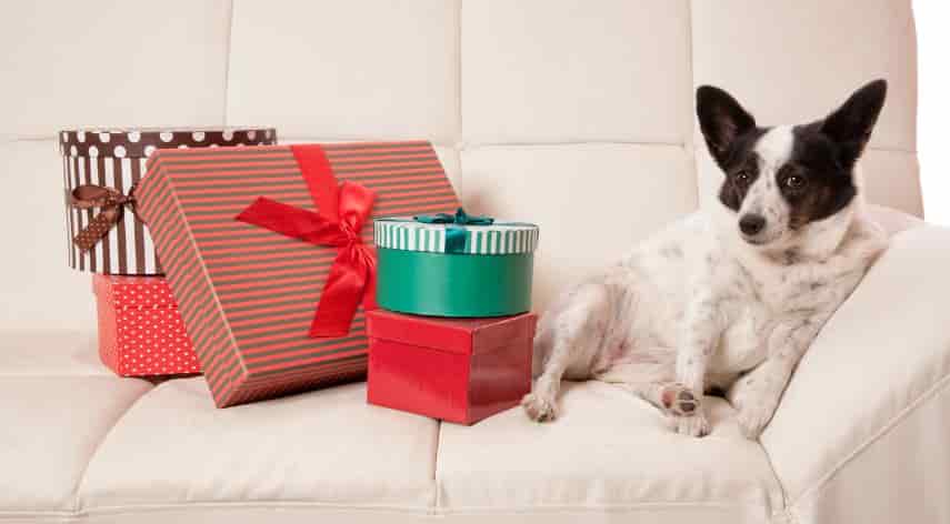 Gift for dog lovers