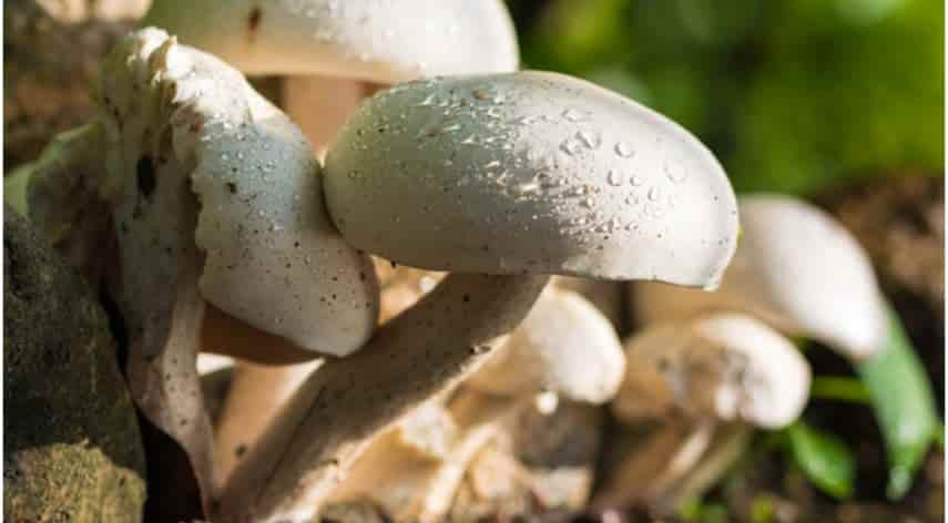 10 Tips On Growing Your Own Mushrooms At Home