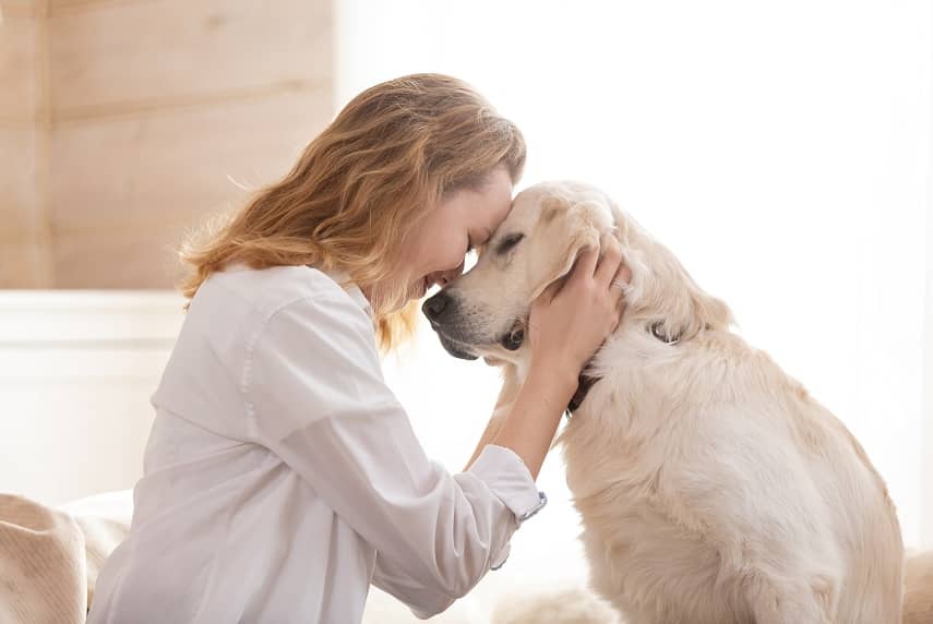 animal therapy