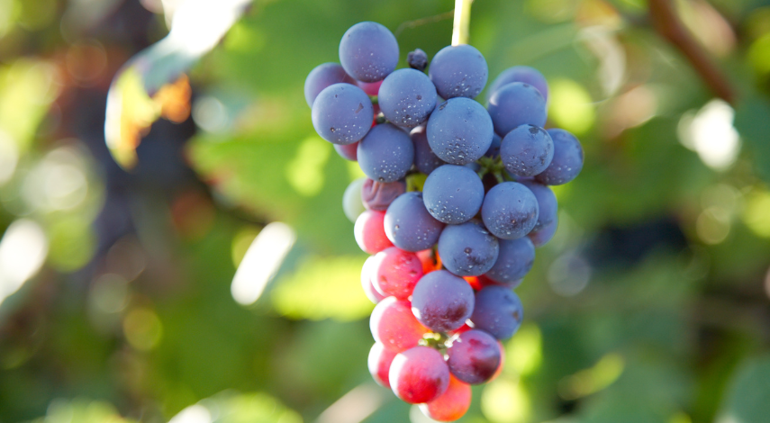 Grapes for Wine Making: A Introduction to Wine Production